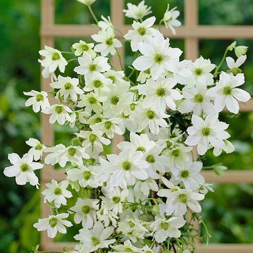 Clematis Early Sensation