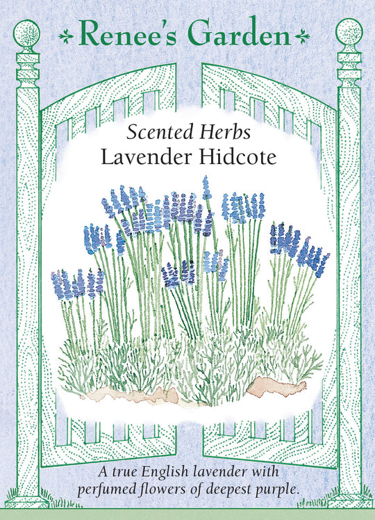 Lavender Hidcote - Renee's Garden
