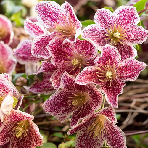 Clematis Cirrhosa Freckles