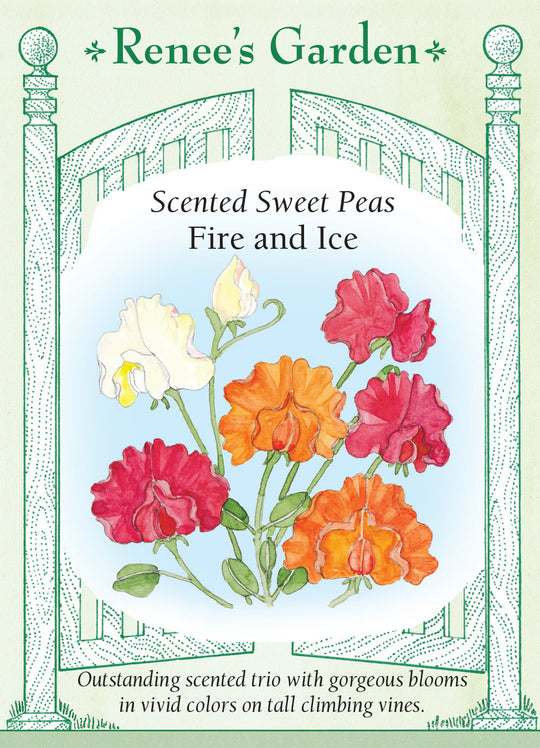 Sweet Pea Fire & Ice - Renee's Garden