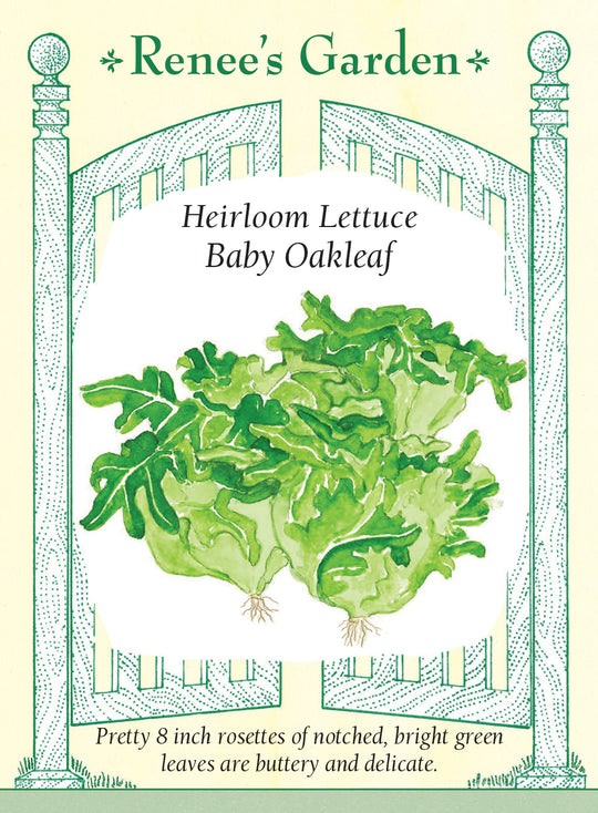 Lettuce Baby Oakleaf - Renee's Garden