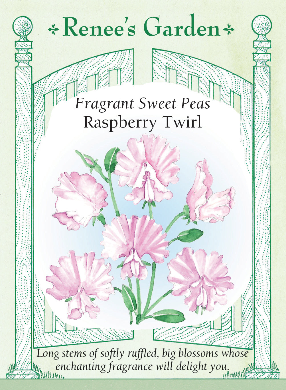 Sweet Pea Raspberry Twirl - Renee's Garden