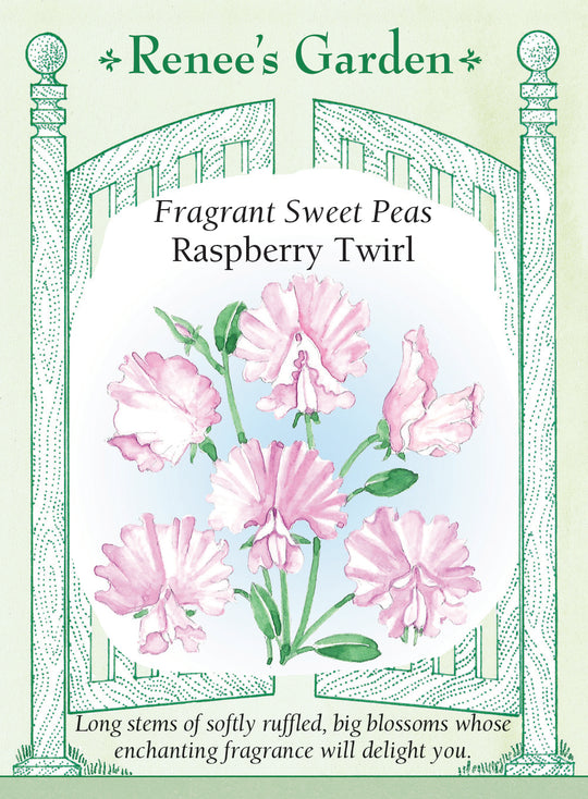 Sweet Pea Raspberry Twirl - Renee's Garden