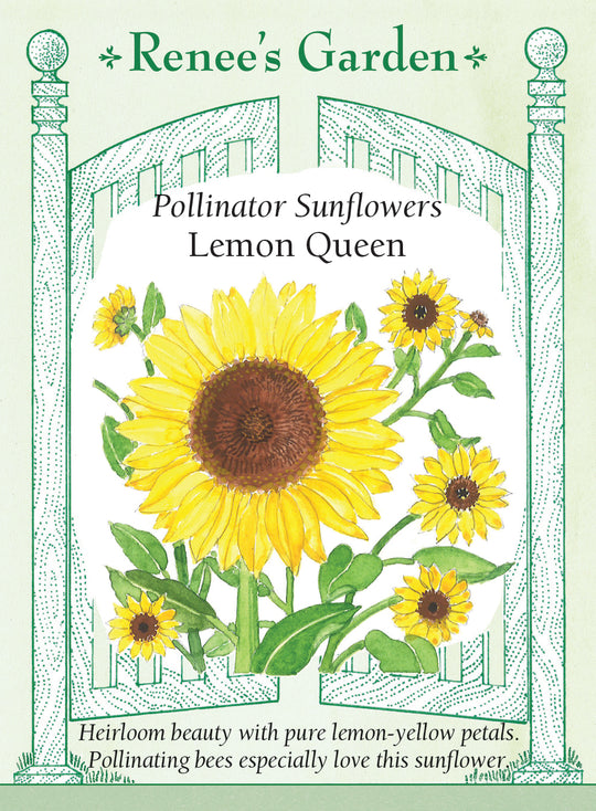 Sunflower Lemon Queen - Renee's Garden