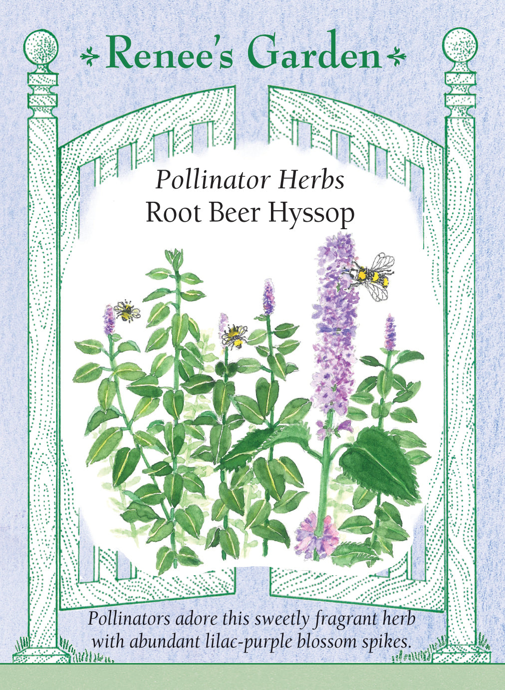 Hyssop Root Beer - Renee's Garden