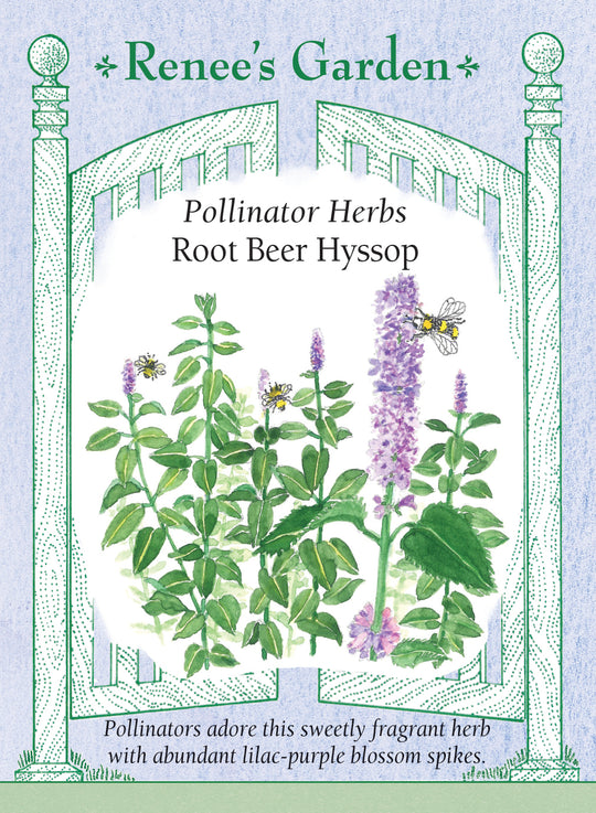 Hyssop Root Beer - Renee's Garden