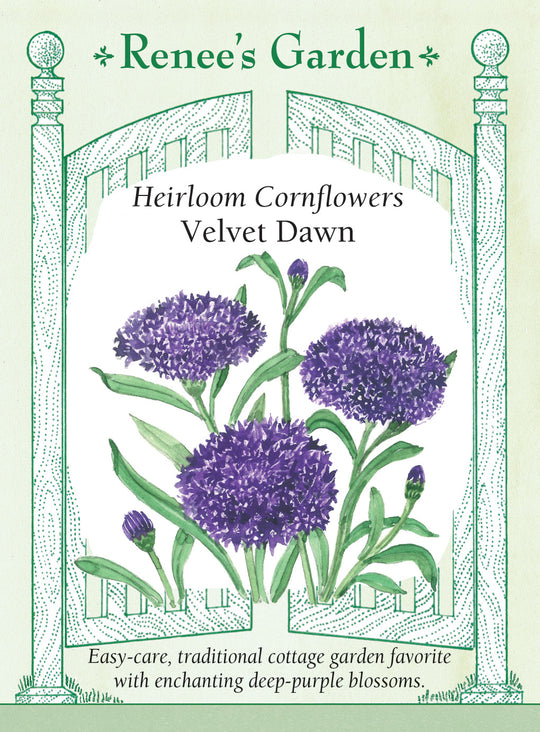 Cornflowers Velvet Dawn - Renee's Garden