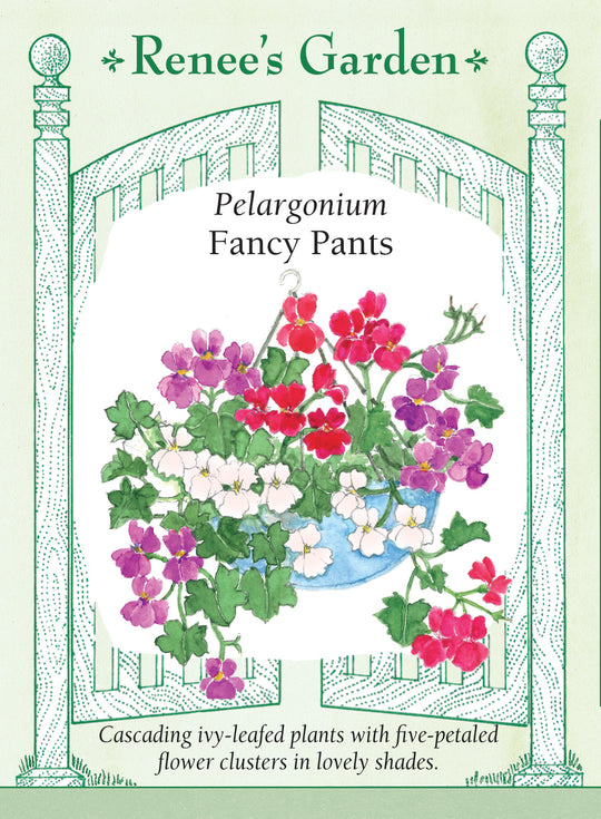Pelargonium Fancy Pants - Renee's Garden