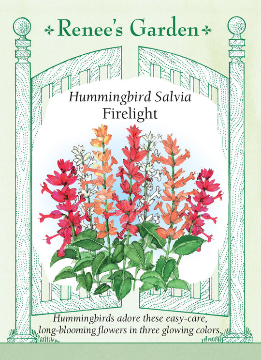Salvia Firelight Mix - Renee's Garden