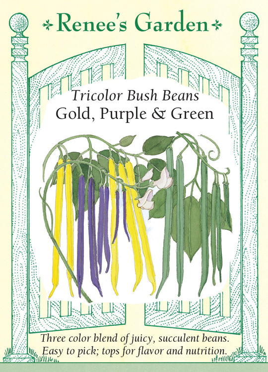Bean Gold, Purple & Green - Renee's Garden