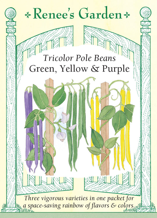 Bean Green, Yellow & Purple - Renee's Garden