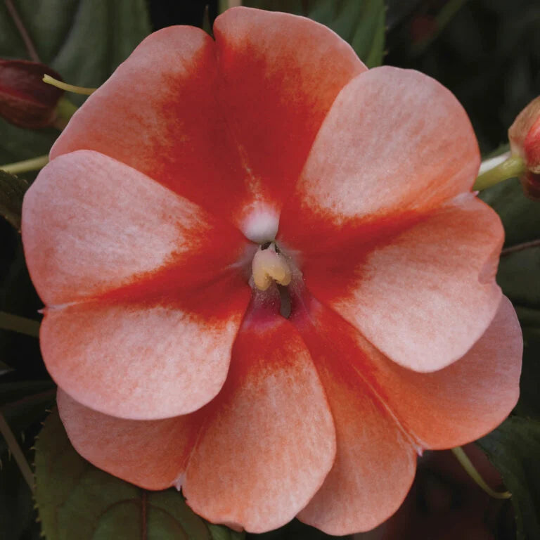 Impatiens New Guinea Florific Sweet Orange - Ontario Seed Company