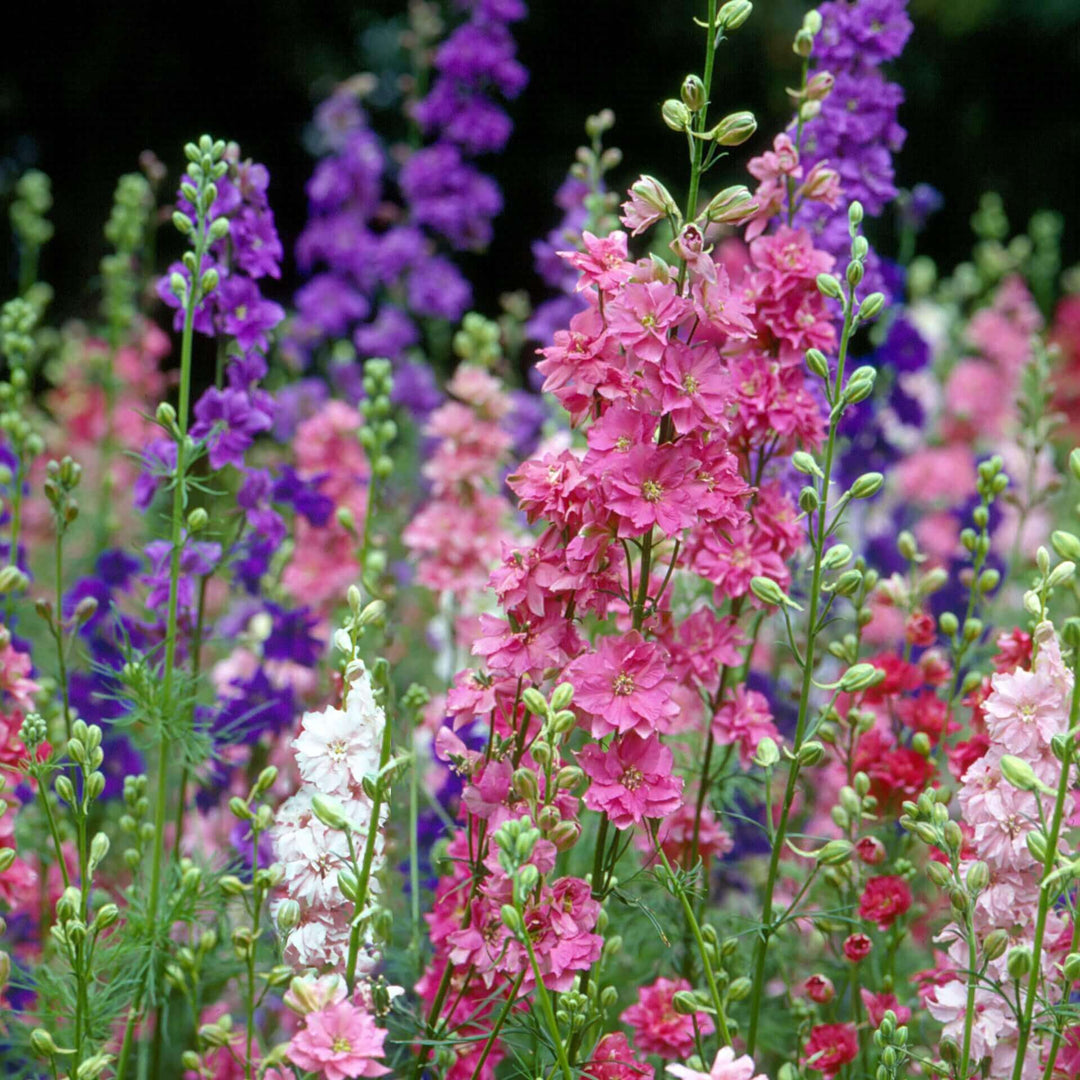 Larkspur Imperial Strain Mix - Ontario Seed Company