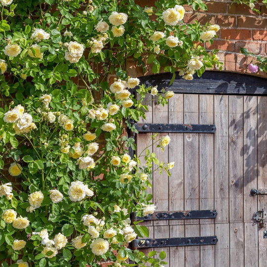 The Pilgrim - David Austin Rose