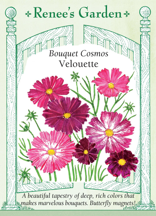 Bouquet Cosmos Velouette - Renee's Garden