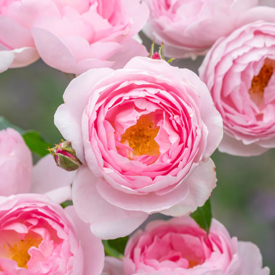Scepter'd Isle - David Austin Rose