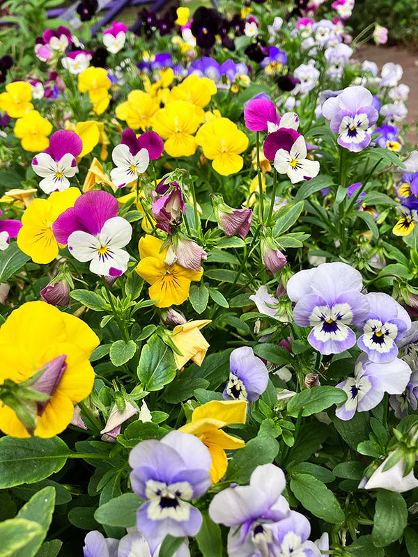 Viola Fairyland - Renee's Garden