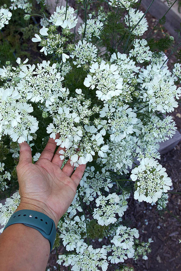 White Lace Orlaya - Renee's Garden