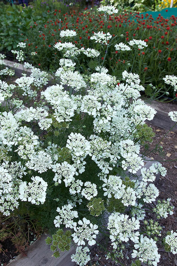 White Lace Orlaya - Renee's Garden
