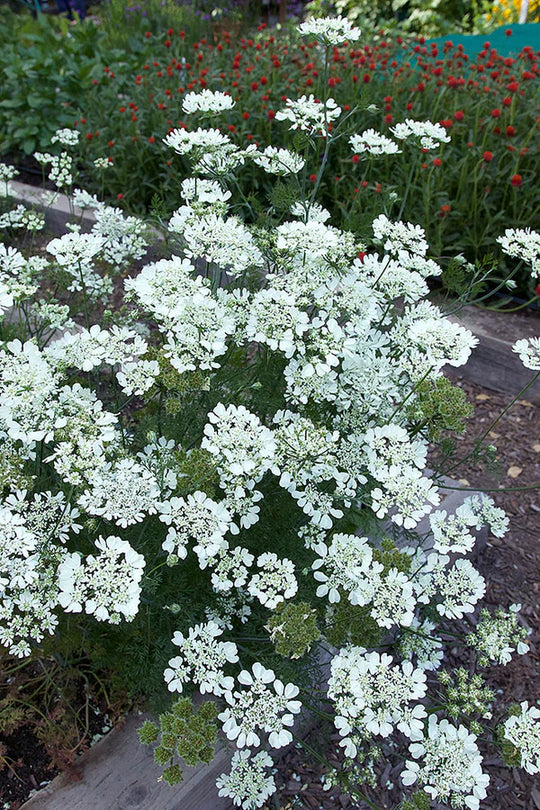 White Lace Orlaya - Renee's Garden