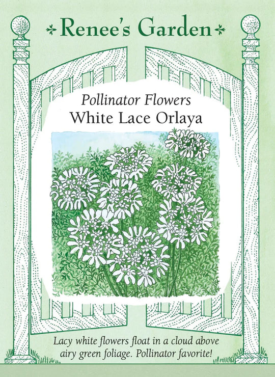 White Lace Orlaya - Renee's Garden