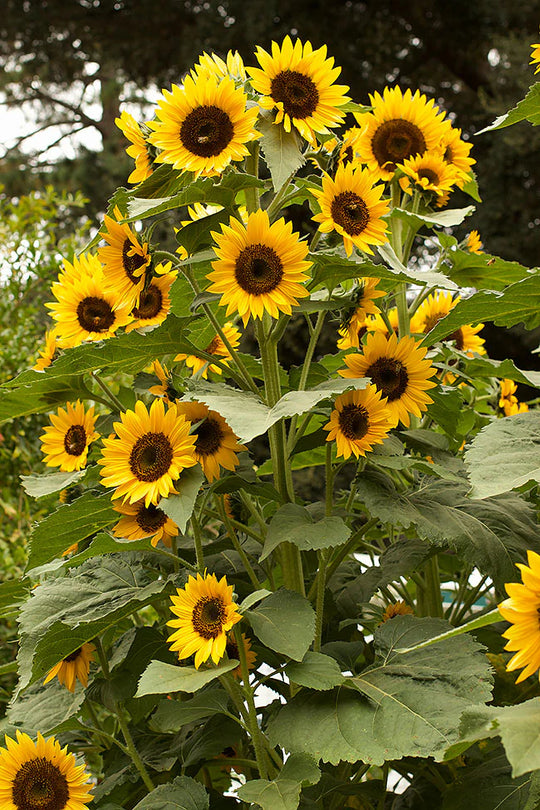 High Noon Long Lasting Sunflowers - Renee's Garden