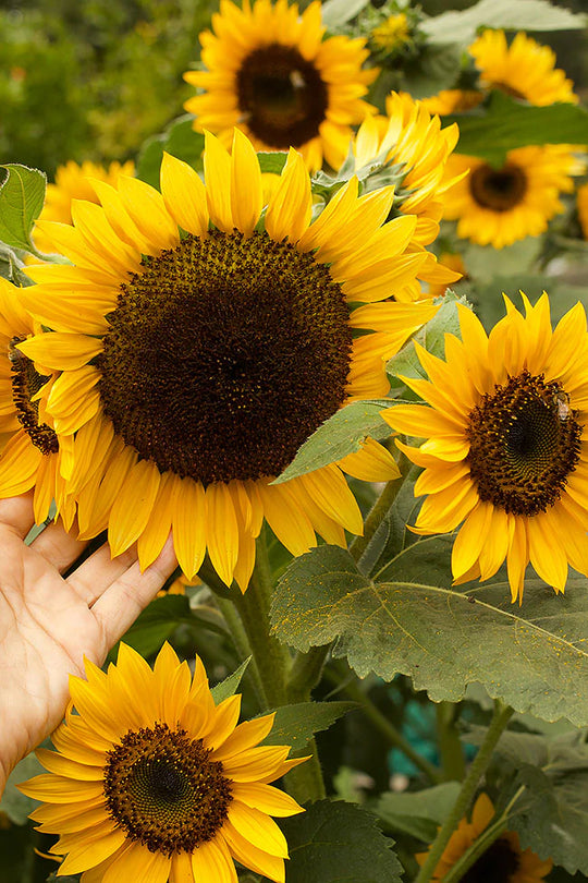 High Noon Long Lasting Sunflowers - Renee's Garden