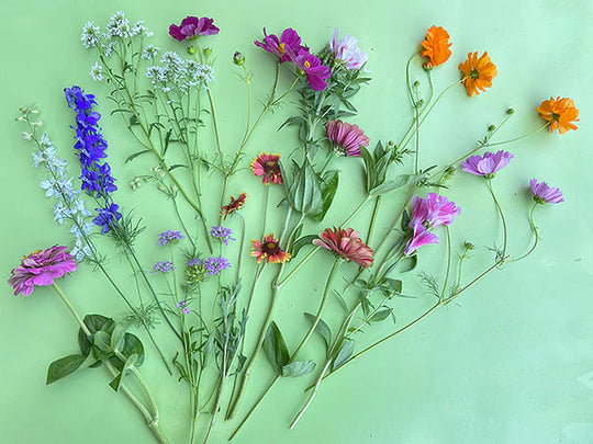 Monarch Butterfly Flower - Renee's Garden