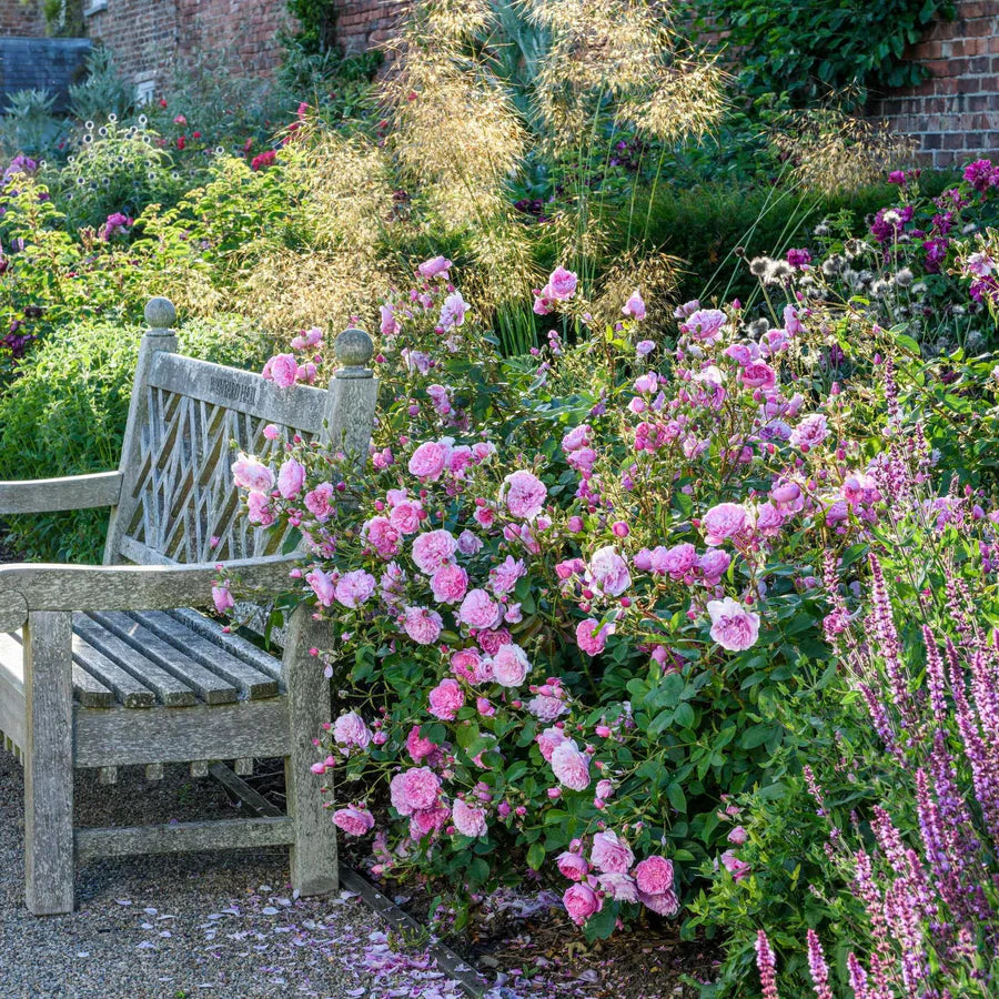 Harlow Carr - David Austin Rose