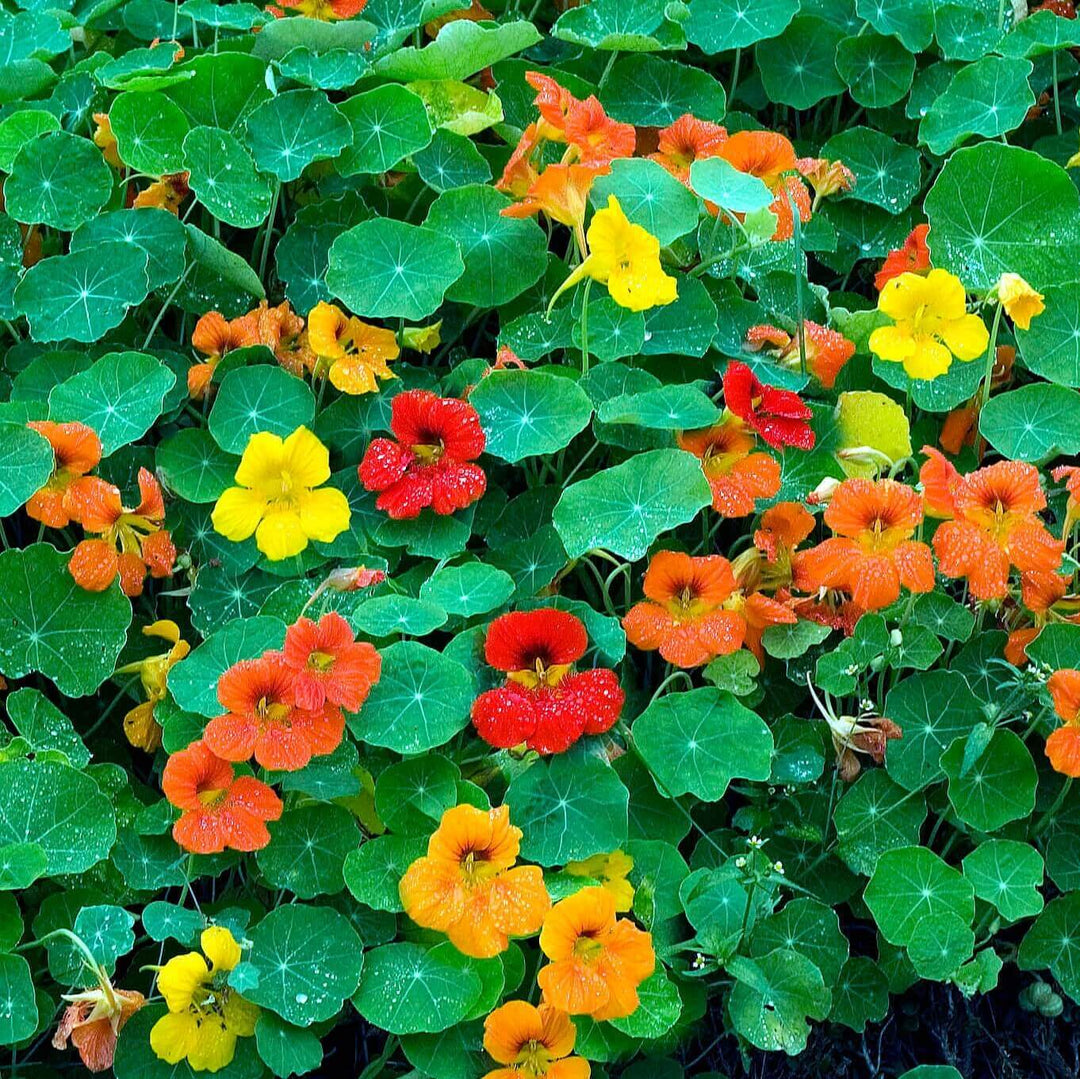 Nasturtium Dwarf Jewel Mix - Ontario Seed Company