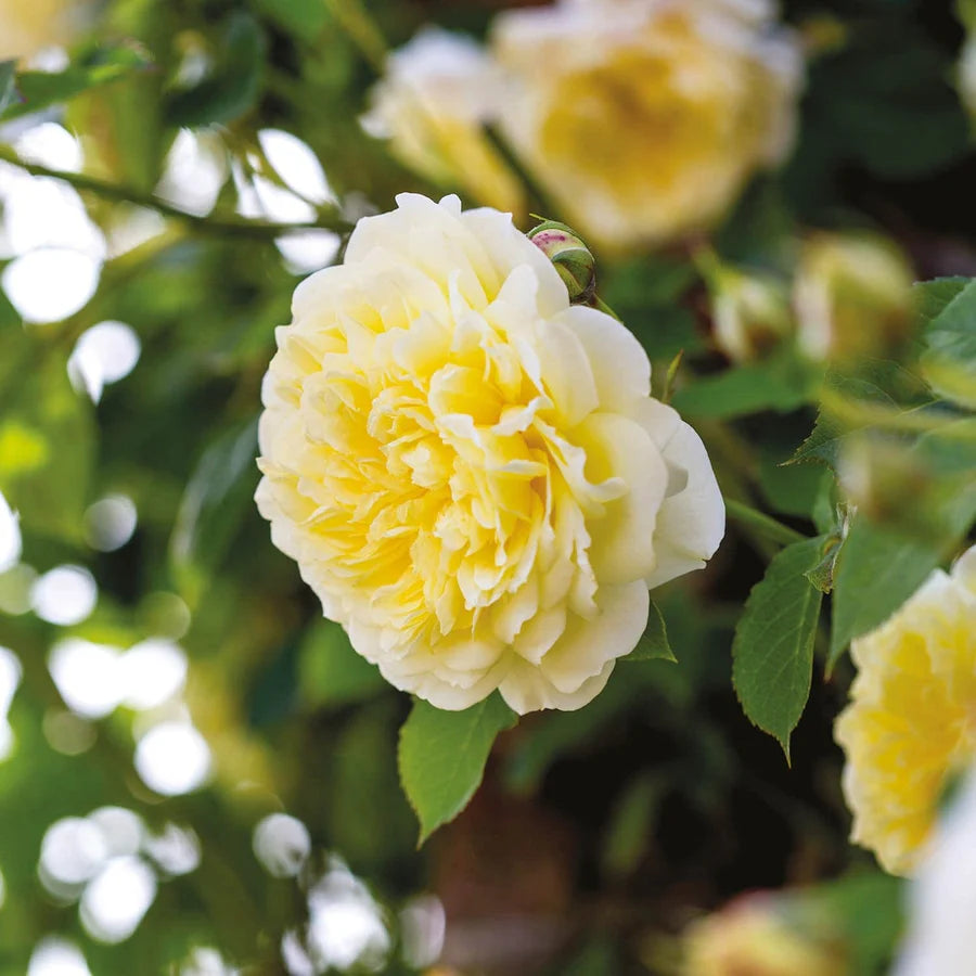 The Pilgrim - David Austin Rose