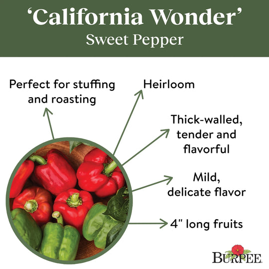 Pepper California Wonder - Burpee Seeds