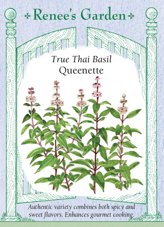 Basil Thai Queenette - Renee's Garden