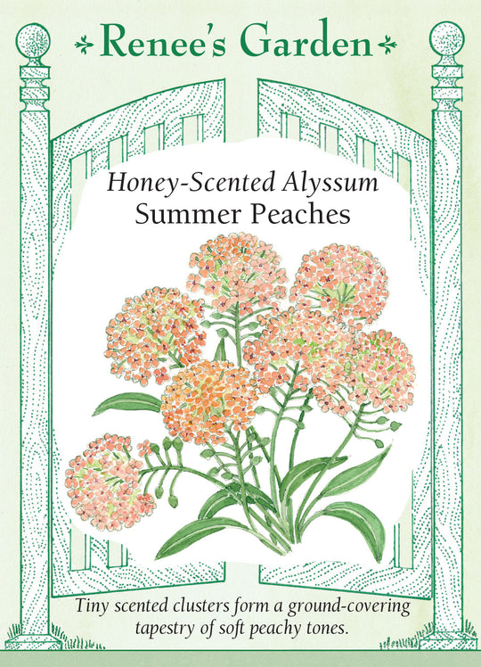 Alyssum Summer Peaches - Renee's Garden