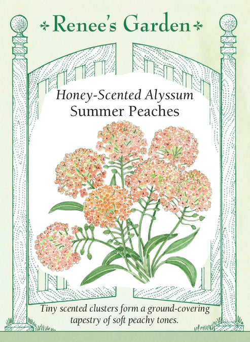Alyssum Summer Peaches - Renee's Garden