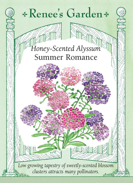 Alyssum Summer Romance - Renee's Garden