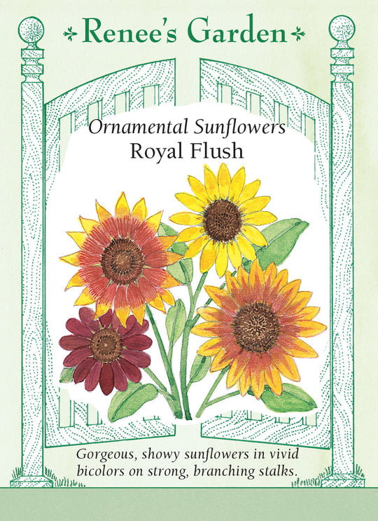Sunflower Royal Flush - Renee's Garden