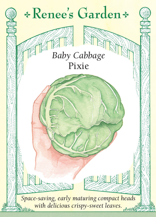 Cabbage Pixie - Renee's Garden