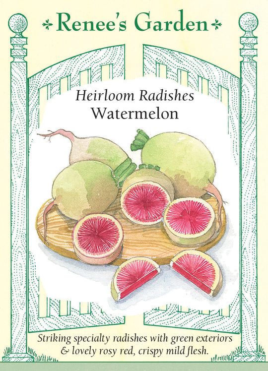 Radish Watermelon - Renee's Garden