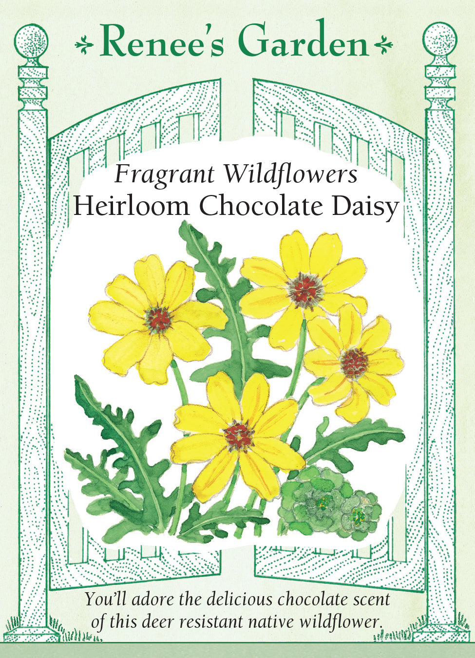 Fragrant Wildflowers Chocolate Daisy - Renee's Garden