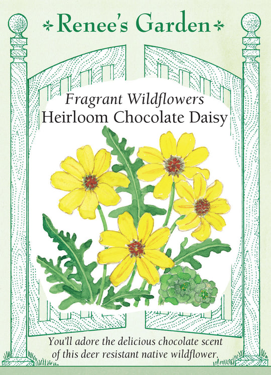 Fragrant Wildflowers Chocolate Daisy - Renee's Garden