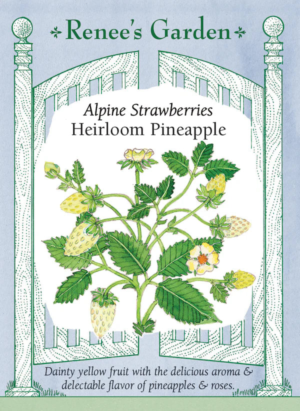 Strawberry Heirloom Pineapple - Renee's Garden