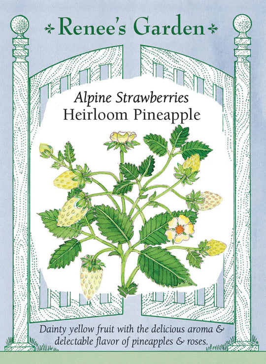 Strawberry Heirloom Pineapple - Renee's Garden