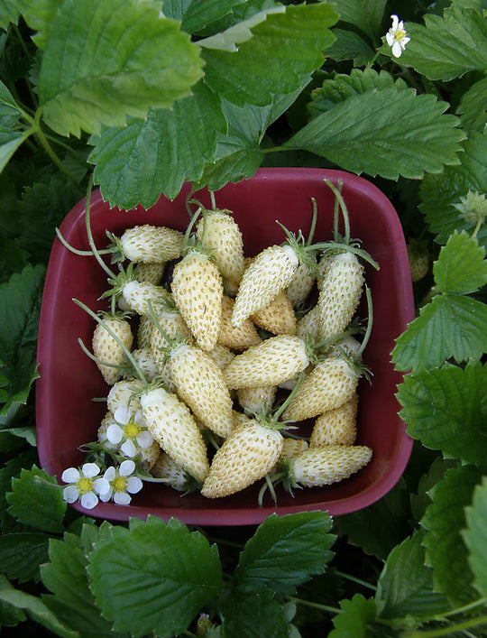 Strawberry Heirloom Pineapple - Renee's Garden