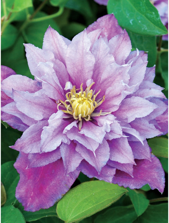 Clematis Pillu