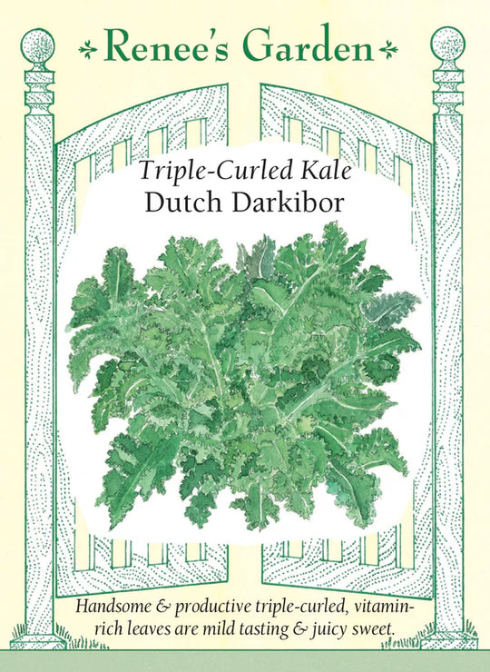 Kale Dutch Darkibor - Renee's Garden