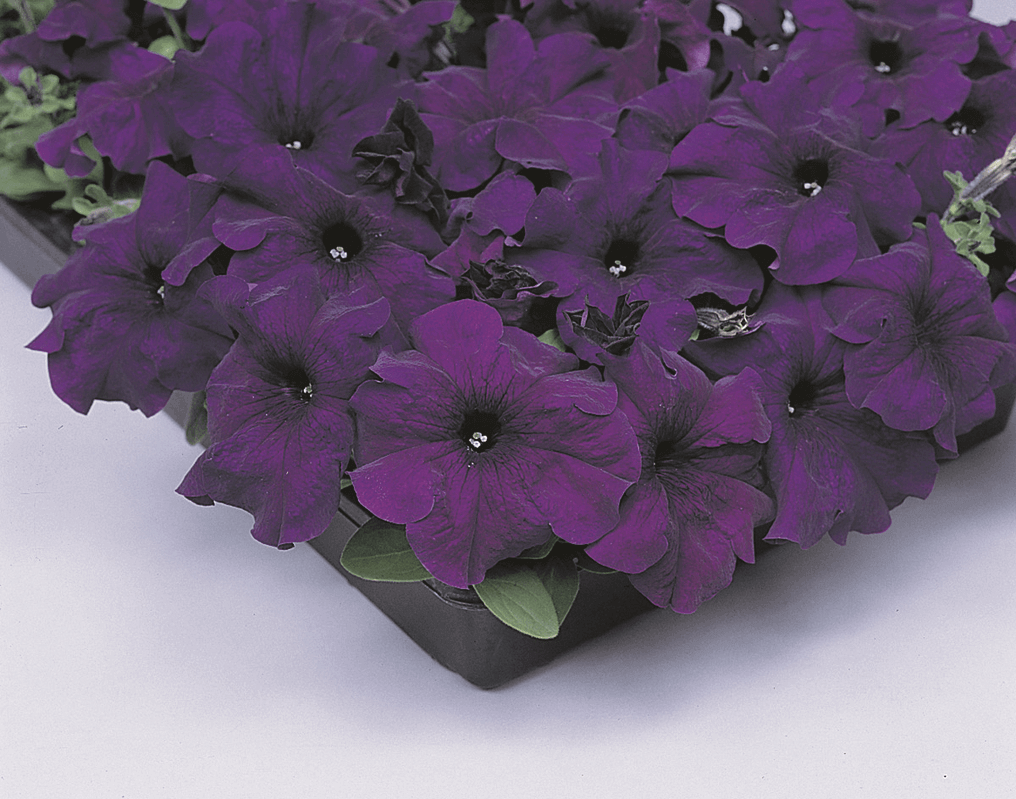 Petunia Blue Grandiflora - Ontario Seed Company