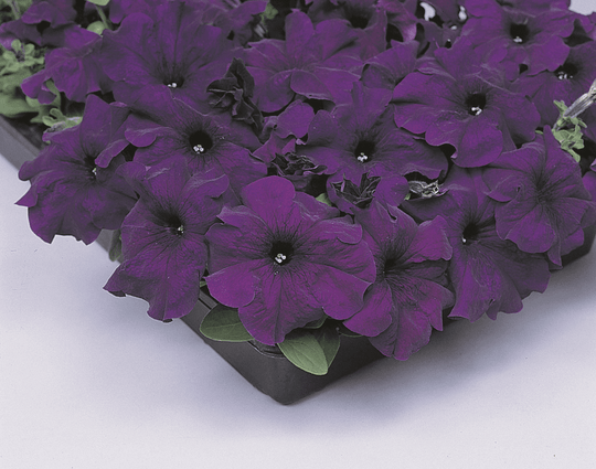 Petunia Cascade Blue - Ontario Seed Company