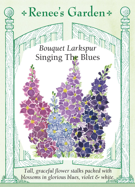 Larkspur Singing The Blues - Renee's Garden