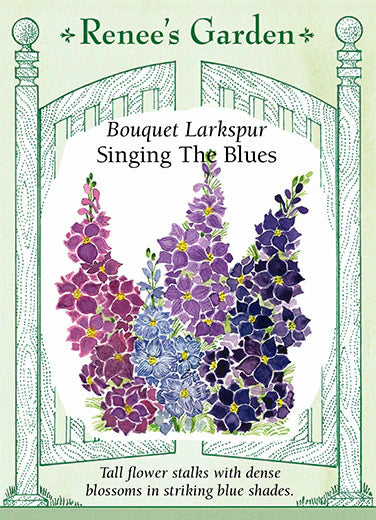 Larkspur Singing The Blues - Renee's Garden